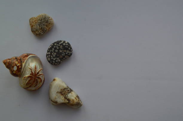 The composition of sea and ocean shells close-up