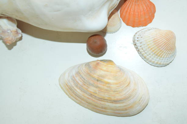 istock The composition of sea and ocean shells close-up 1152336729