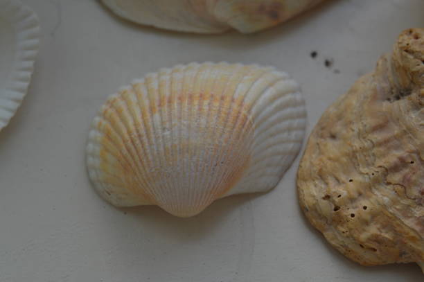 istock The composition of sea and ocean shells close-up 1152336760