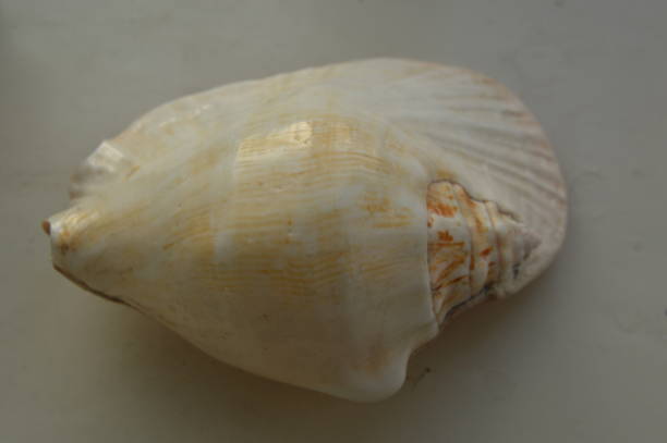 istock The composition of sea and ocean shells close-up 1152336777