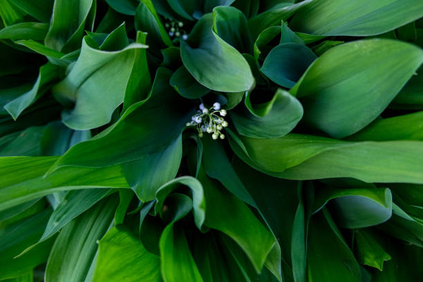 istock Lilies of the valley background. 1152336780