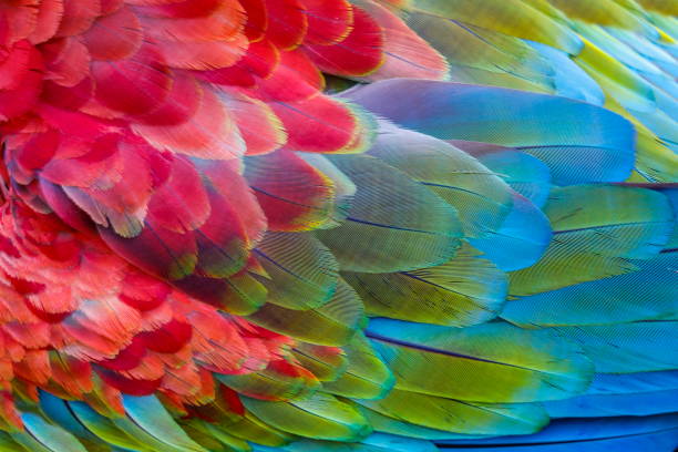 Colorful Parrot macaw wing - tropical bird plumage pattern – Pantanal, Brazil Colorful Parrot macaw wing - tropical bird plumage natural pattern – Pantanal wetlands, Brazil feather photos stock pictures, royalty-free photos & images