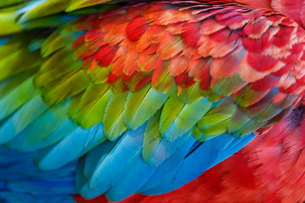 Colorful Parrot macaw wing - tropical bird plumage natural pattern – Pantanal wetlands, Brazil