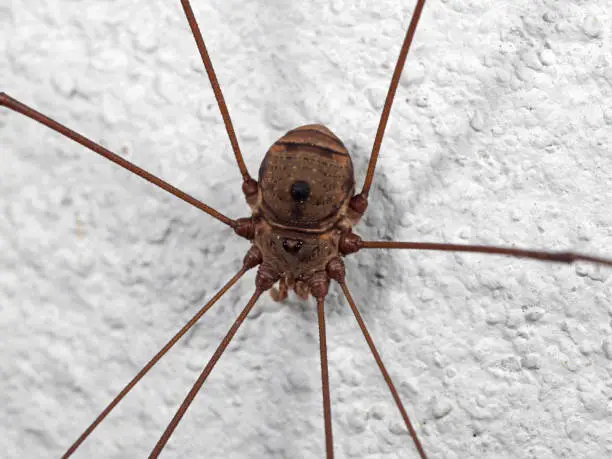 Macro Photography of Harvestman or Daddy Longlegs on The Wall