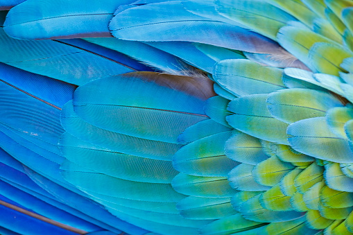 Colorful Parrot macaw wing - tropical bird plumage natural pattern – Pantanal wetlands, Brazil