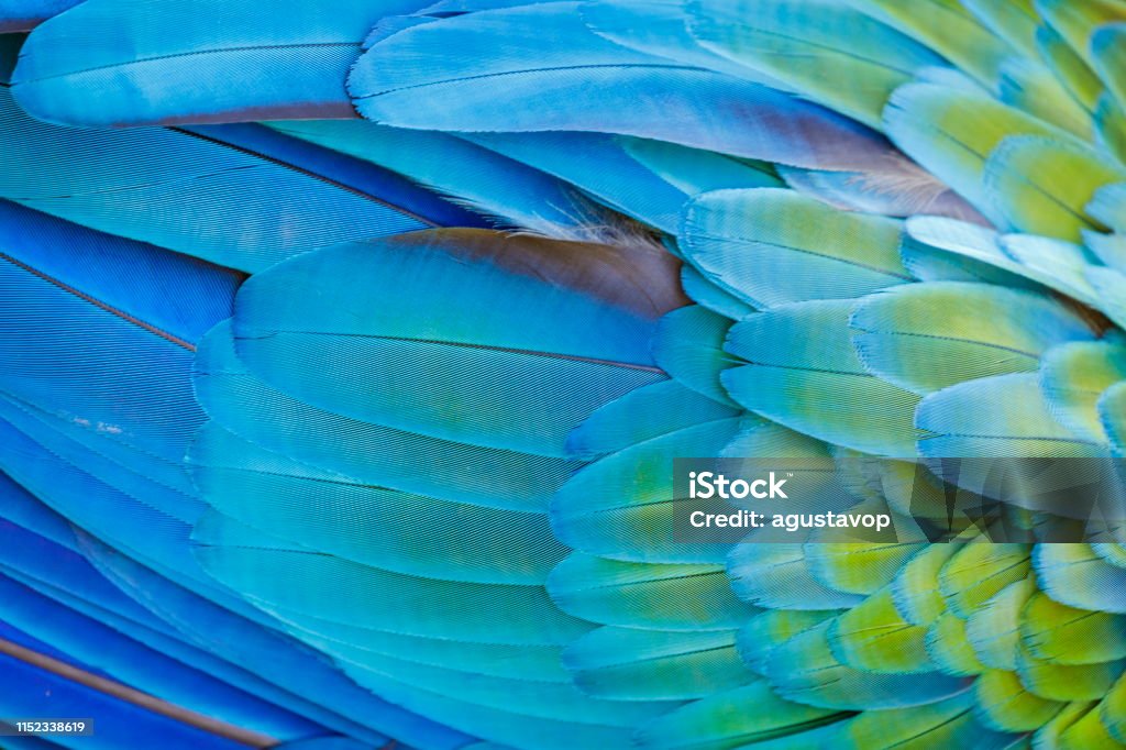 Colorful Parrot macaw wing - tropical bird plumage pattern – Pantanal, Brazil Colorful Parrot macaw wing - tropical bird plumage natural pattern – Pantanal wetlands, Brazil Feather Stock Photo