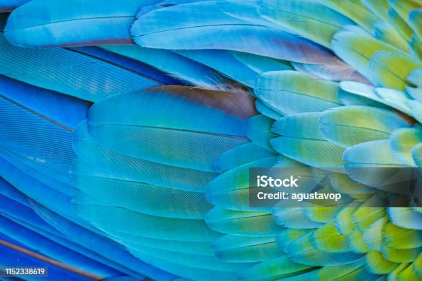 Colorful Parrot Macaw Wing Tropical Bird Plumage Pattern Pantanal Brazil Stock Photo - Download Image Now