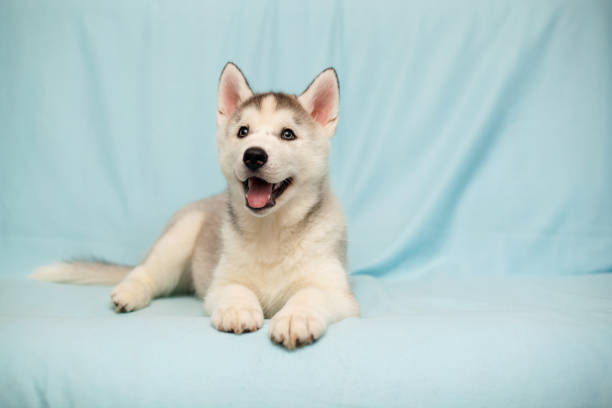 Cute Siberian Husky puppy on a blue background