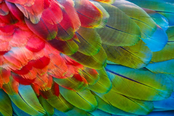 istock Colorful Parrot macaw wing - tropical bird plumage pattern – Pantanal, Brazil 1152339458