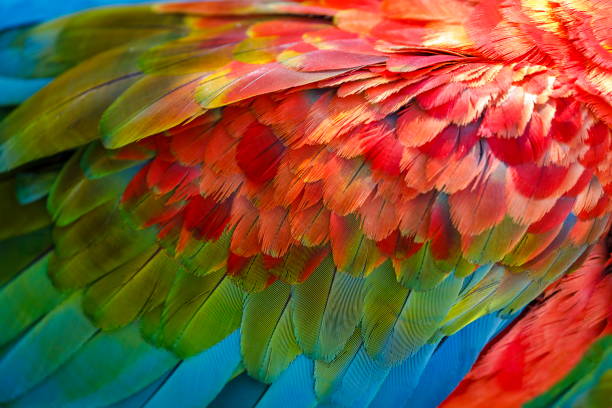 istock Colorful Parrot macaw wing - tropical bird plumage pattern – Pantanal, Brazil 1152339572