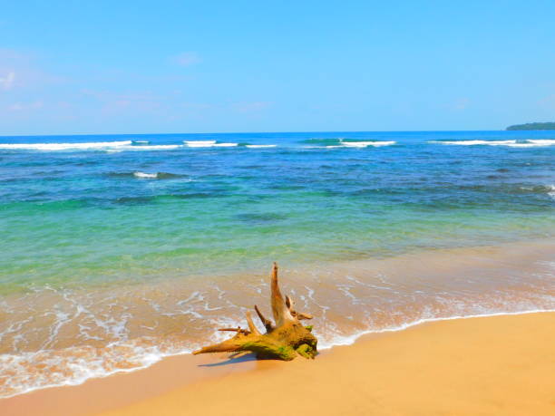 White dry wood branches reaching lava rocks at Beach 69, Waialea, Big Island, hawaii