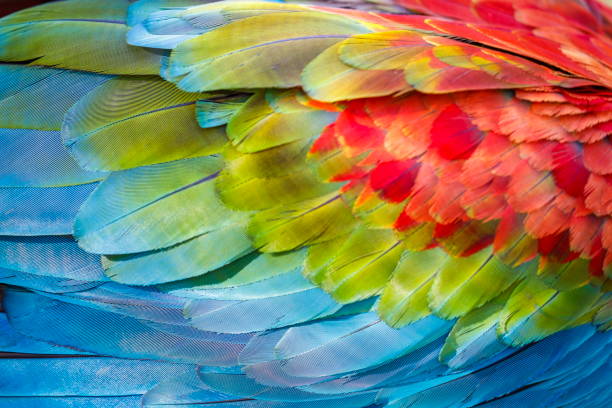 istock Colorful Parrot macaw wing - tropical bird plumage pattern – Pantanal, Brazil 1152340395