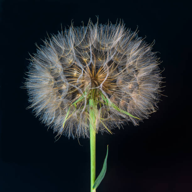 istock dandelion flower on a beautiful background 1152340496