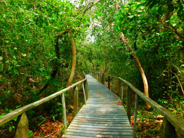 istock Cahuita National Park trails. 1152340529