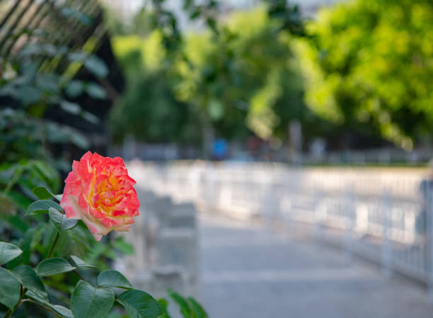 One pretty lonely rose beside of street at a middle of Beijing