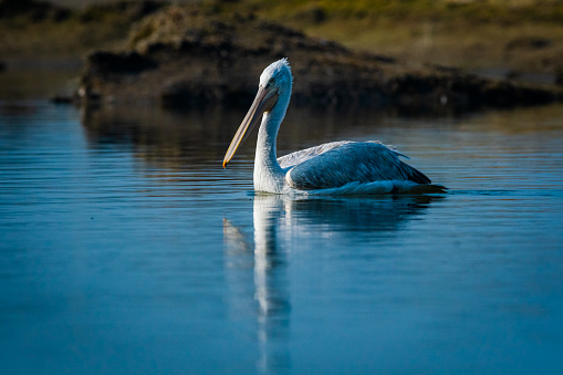 Dalmatian pelican portrait in early morning blue hour in lake water and catching fishes at Keoladeo National Park, bharatpur, rajasthan, India