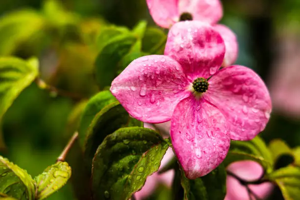 Vector illustration of Macro of pink dogwood flower (Cornus florida) raindrops