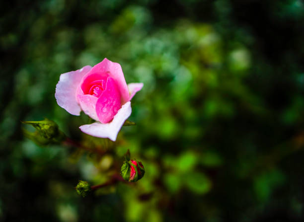 Pink wild nootka rose (Rosa nutkana)
