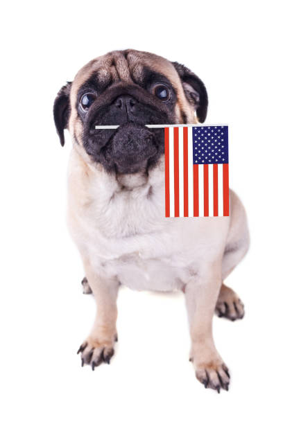 입에 미국 국기와 함께 퍼 그 강아지의 초상화입니다. - dog patriotism flag politics 뉴스 사진 이미지