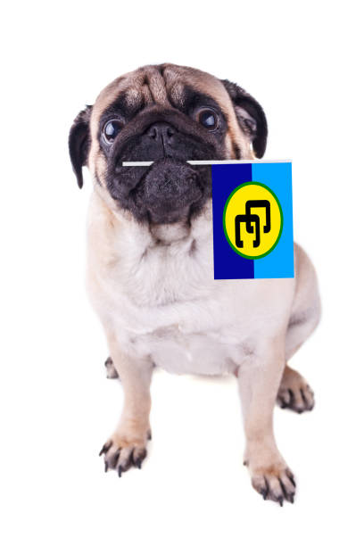 Pug dog with Caribbean community flag in the mouth. Caricom Day. Isolated Portrait of a pug dog with Caribbean community flag in the mouth. Caricom Day. Isolated caribbean community and common market stock pictures, royalty-free photos & images