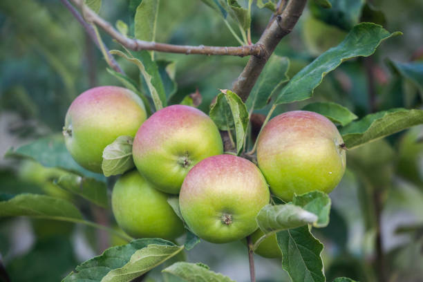 istock Green apples on orchard farm 1152343660