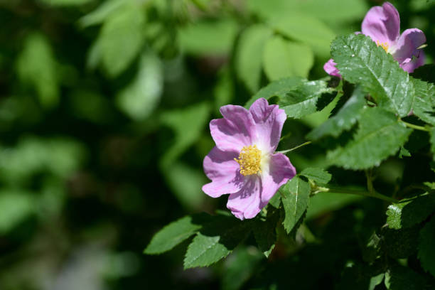 istock Rosehip flowers close up on a bright sunny day 1152344966