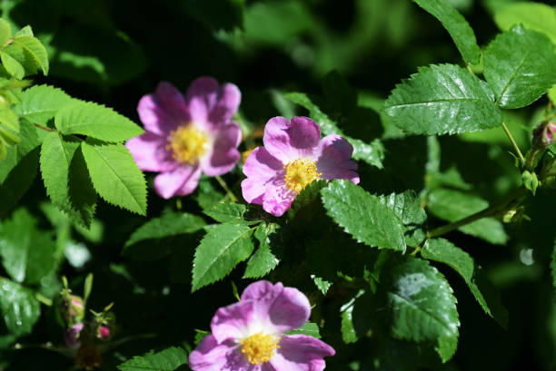 istock Rosehip flowers close up on a bright sunny day 1152344984