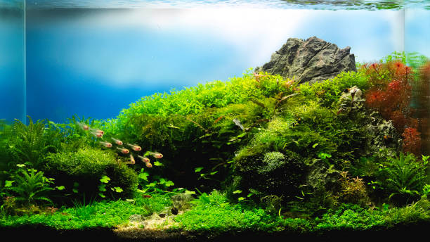 istock nature style aquarium tank with aquatic plants 1152345047