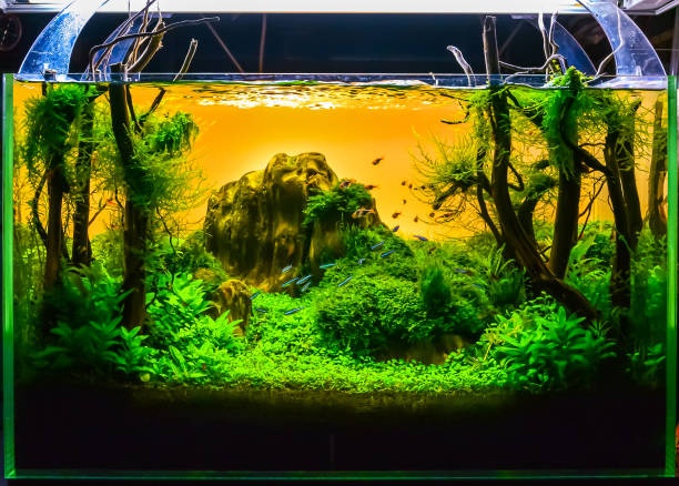 istock Image of landscape nature style aquarium tank. 1152345058