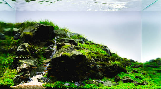 水生植物を持つ自然のスタイルの水槽タンク - animal fish tank aquatic beauty in nature ストックフォトと画像