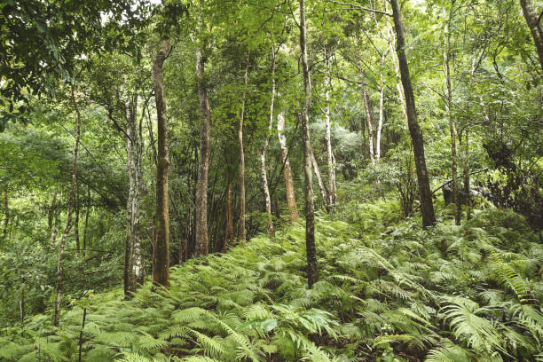 istock hiker trekking to jungle at Thailand 1152345070
