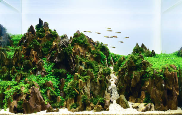 istock nature style aquarium tank with aquatic plants 1152345076