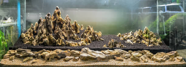 istock dragon stone arrangement on soil substrate . 1152345081