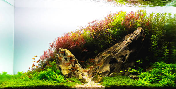 istock nature style aquarium tank with aquatic plants 1152345083