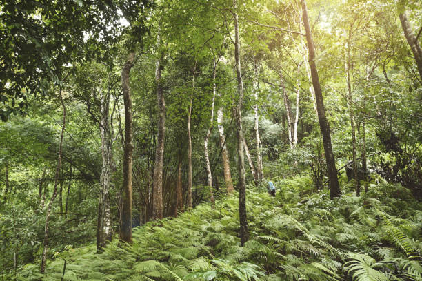 istock trekking to jungle at Thailand 1152345117