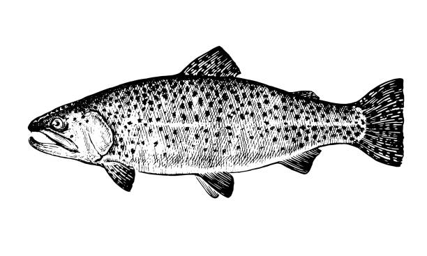 Rainbow trout, fish Healthy lifestyle, delicious products, a set of templates for menu design, restaurants and catering. Hand-drawn images, black and white graphics. trout illustrations stock illustrations