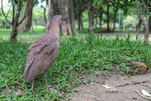 istock Nycticorax is looking for earthworm in the park. 1152346061