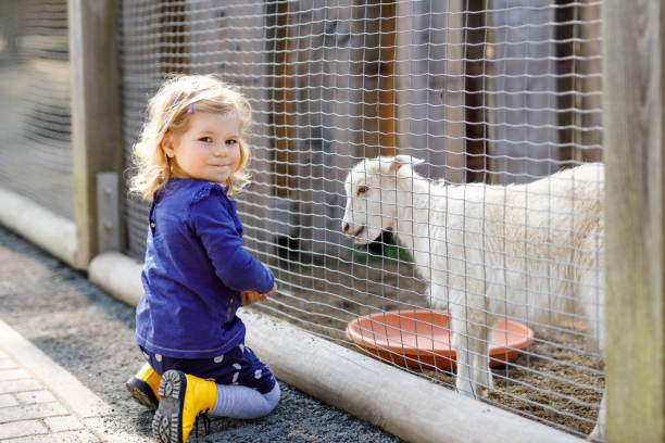 adorable fille mignonne d’enfant en bas âge alimentant les petites chèvres et moutons sur une ferme d’enfants. beau bébé enfant caressant des animaux dans le zoo. fille excitée et heureuse le week-end en famille. - chevreau photos et images de collection