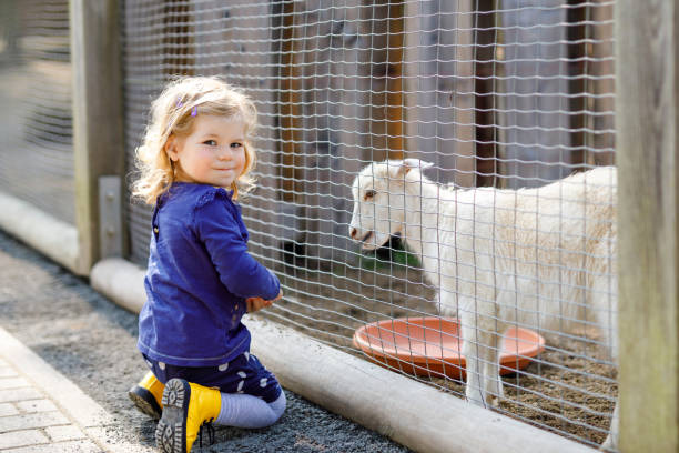 Adorable cute toddler girl feeding little goats and sheeps on a kids farm. Beautiful baby child petting animals in the zoo. Excited and happy girl on family weekend. Adorable cute toddler girl feeding little goats and sheeps on a kids farm. Beautiful baby child petting animals in the zoo. Excited and happy girl on family weekend kid goat stock pictures, royalty-free photos & images