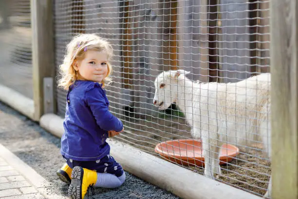 Adorable cute toddler girl feeding little goats and sheeps on a kids farm. Beautiful baby child petting animals in the zoo. Excited and happy girl on family weekend