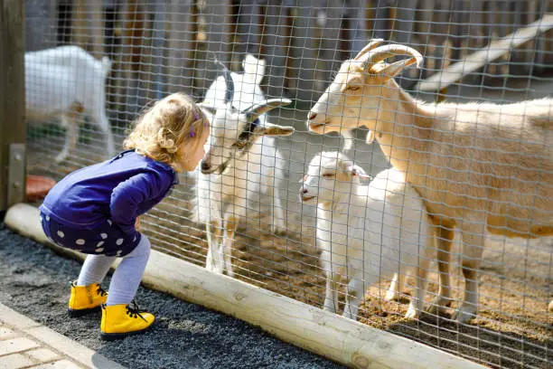 Adorable cute toddler girl feeding little goats and sheep on a kids farm. Beautiful baby child petting animals in the zoo. Excited and happy girl on family weekend