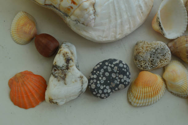 istock The composition of sea and ocean shells close-up 1152347771