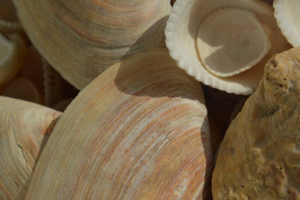 istock The composition of sea and ocean shells close-up 1152348320