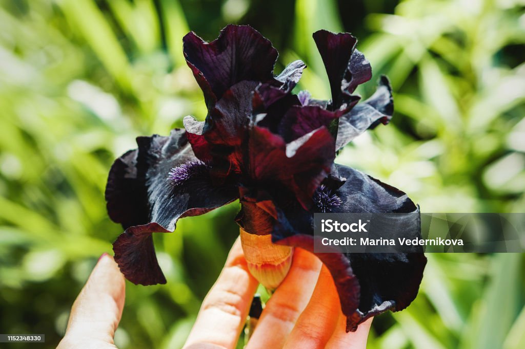 Jardinero Sosteniendo La Flor Del Iris Negro De Floración Black Storm El  Closeup De Una Exótica Floración Oscura Foto de stock y más banco de  imágenes de Aire libre - iStock