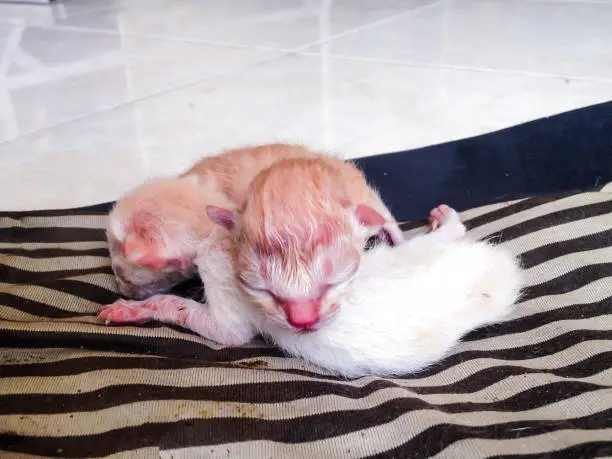 White And Brown Color Two Baby Cats One Day Old Newborn On A Warm Cloth On The Floor