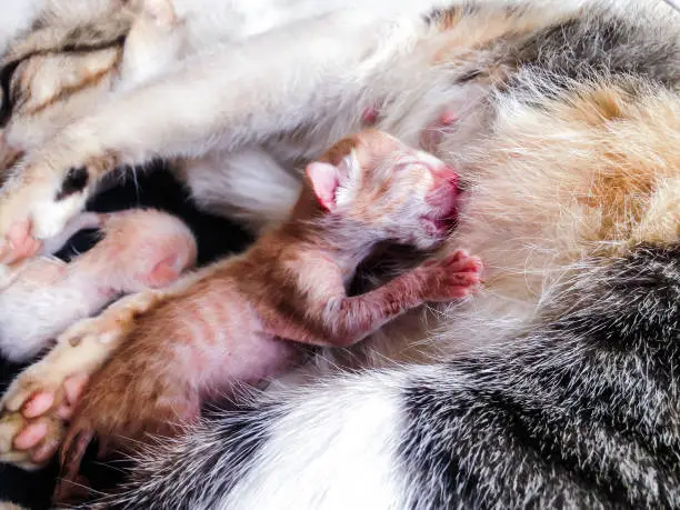 One Day Old Newborn Baby Cats Is Breastfeeding With The Mother