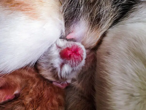 Red And Fluffy Mouth Of Baby Cat Head That Newborn With The Mother's Nipples