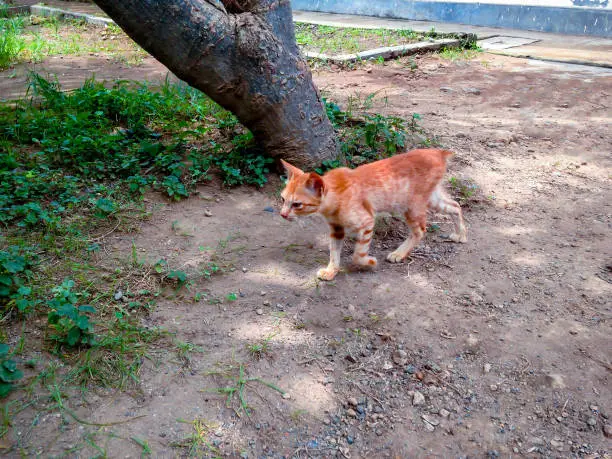 Wild Brown Tabby Kitten Walking On The House Yard In Bali, Indonesia