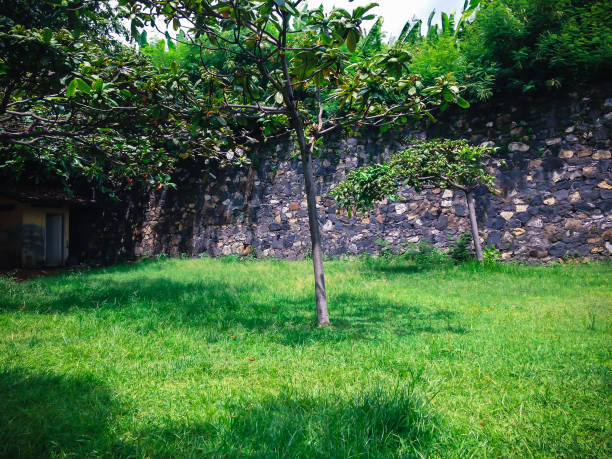 Wide House Backyard With Lawn Grasses And Shade Trees In Bali Indonesia