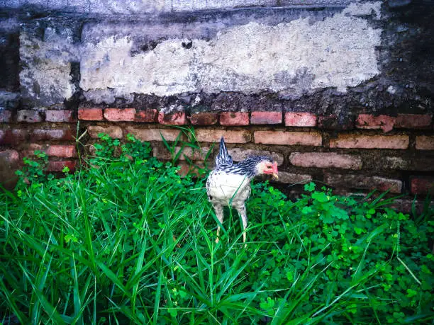 Lonely Young Chicken On Fresh Grass In The House Yard